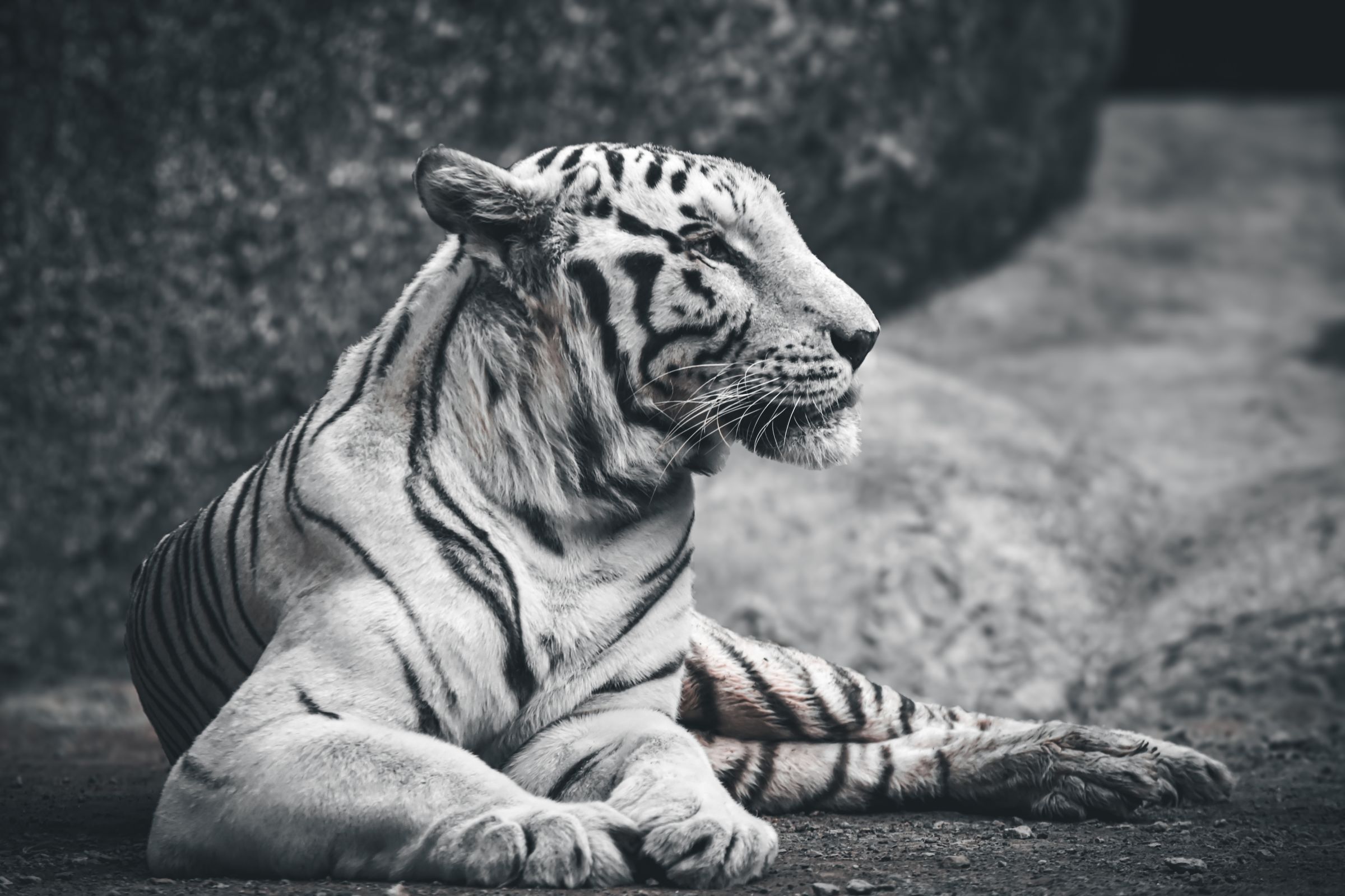 At Rest – The king takes a quiet pause.