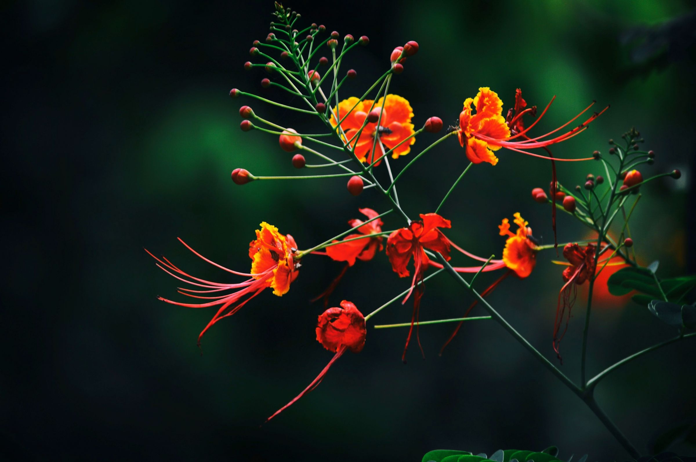 Orange Burst – Fiery blossoms that command attention.