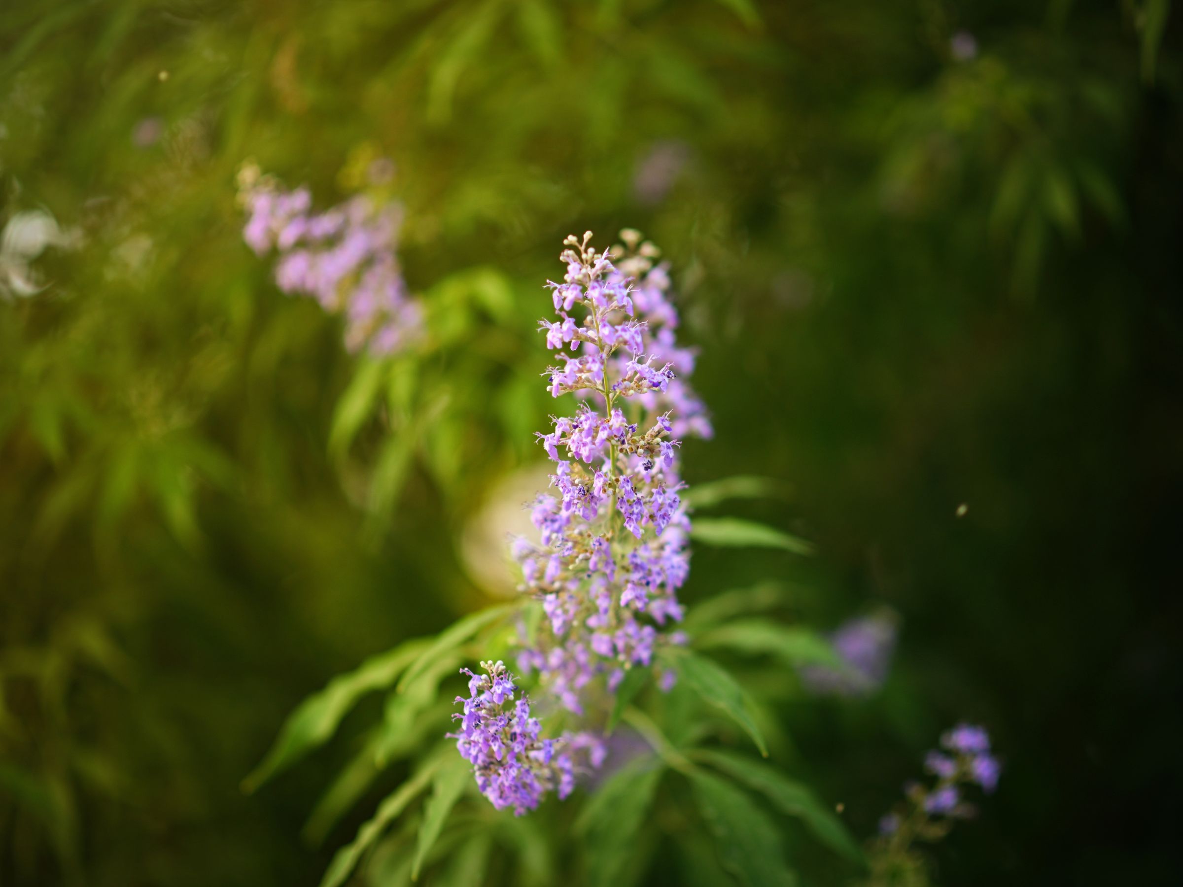 Purple Bloom – A burst of color standing tall.