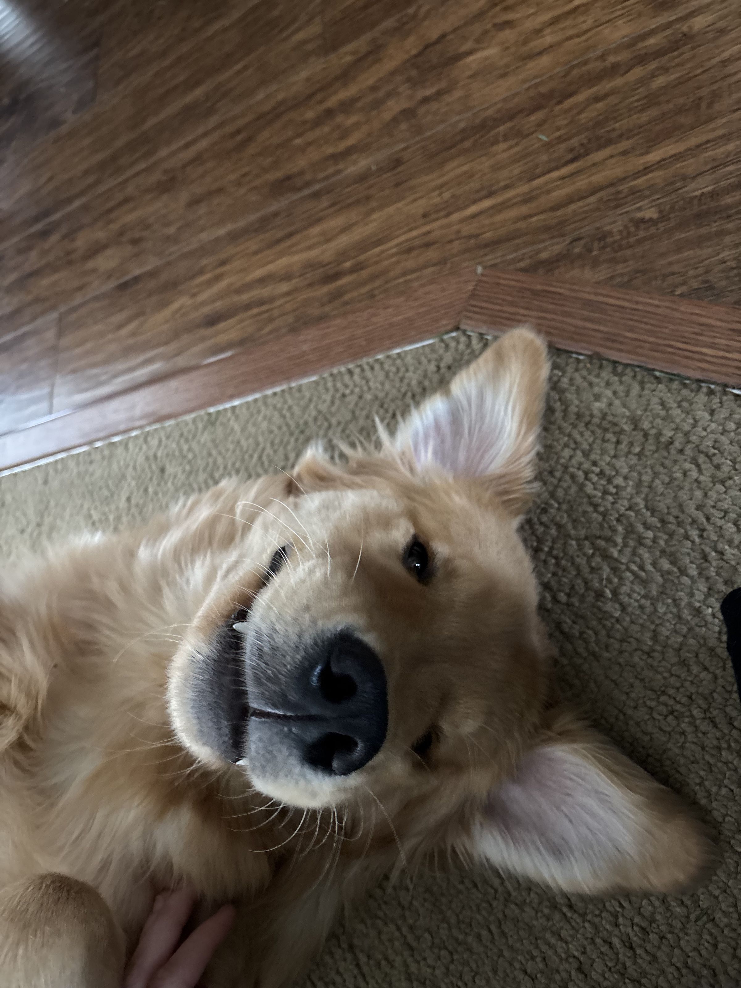 Sport, 1 y/o, Golden Retriever