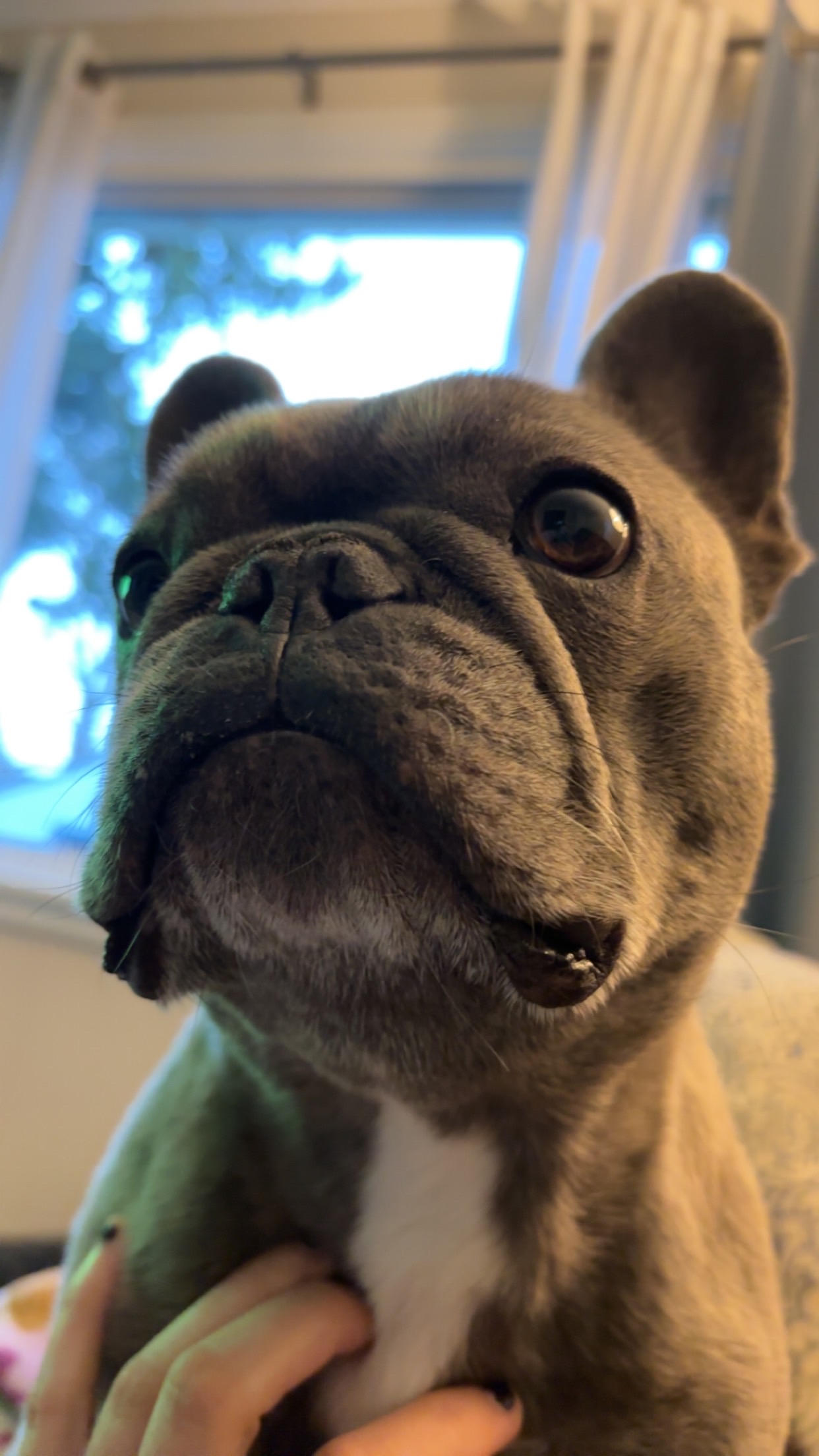 Ella, 5 y/o, French Bulldog