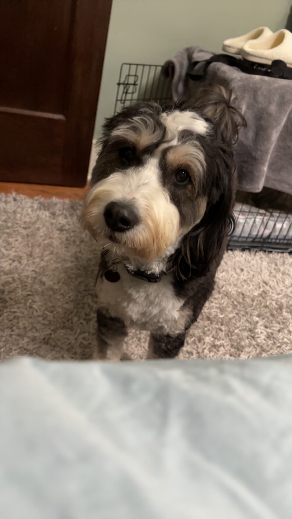 Bailey, 3 y/o, Bernedoodle