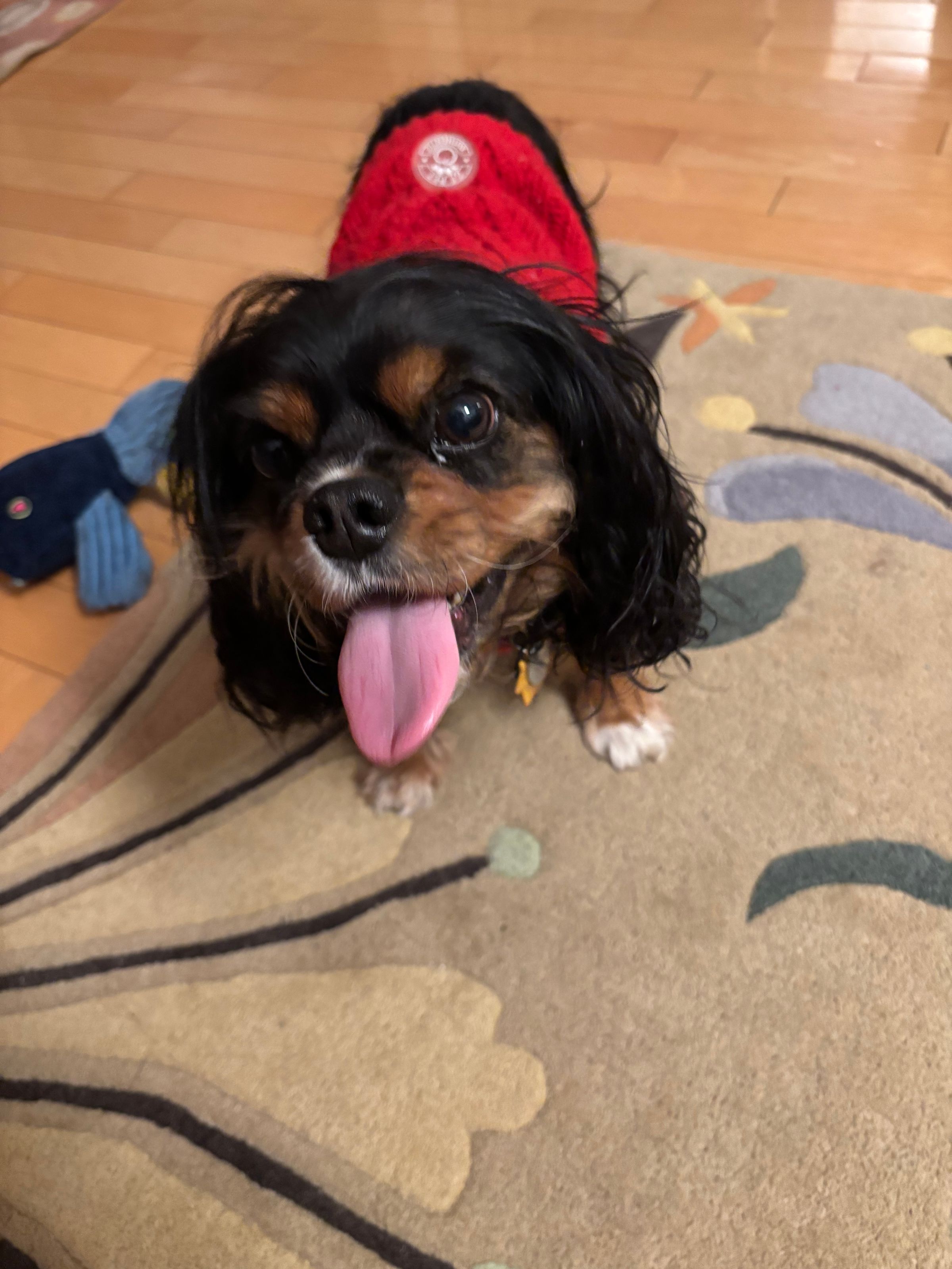 Charlie, 5 y/o, King Charles Cavalier