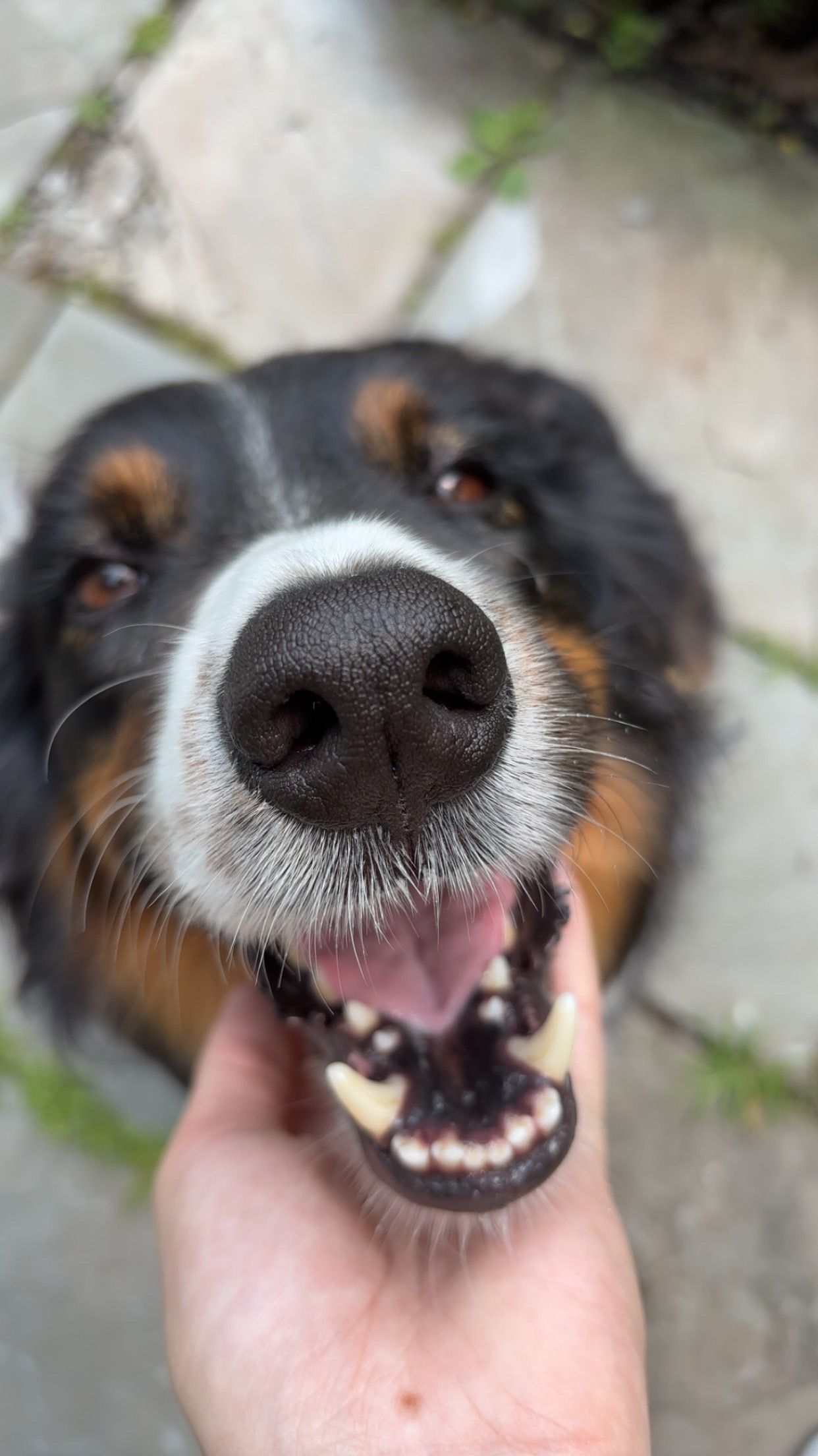 Parker, 3 y/o, Border Collie
