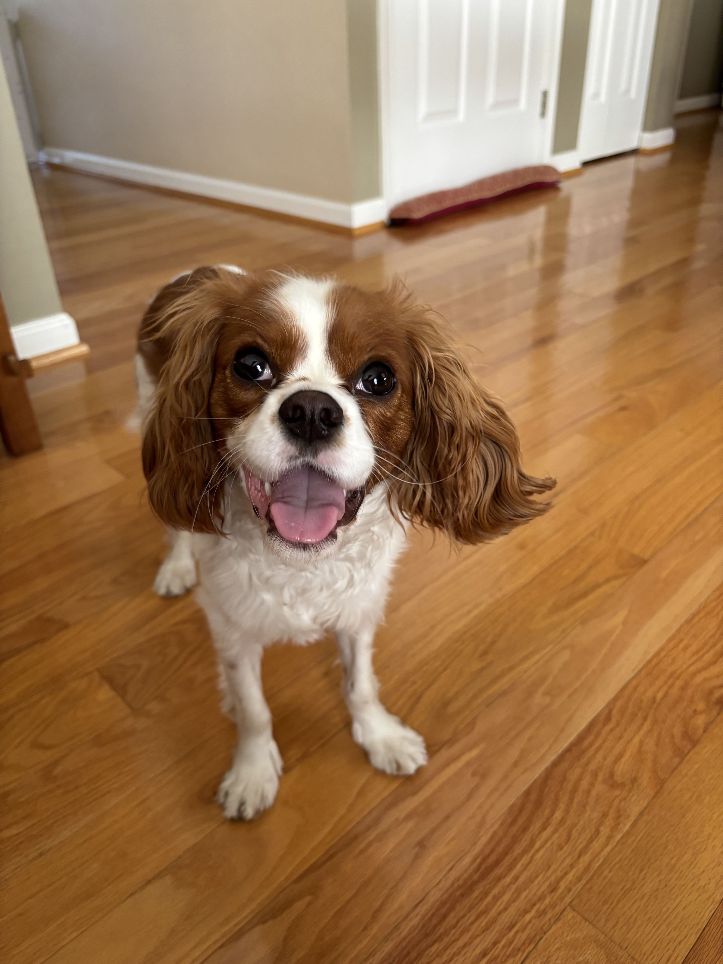 Sonny, 1 y/o, King Charles Cavalier Spaniel