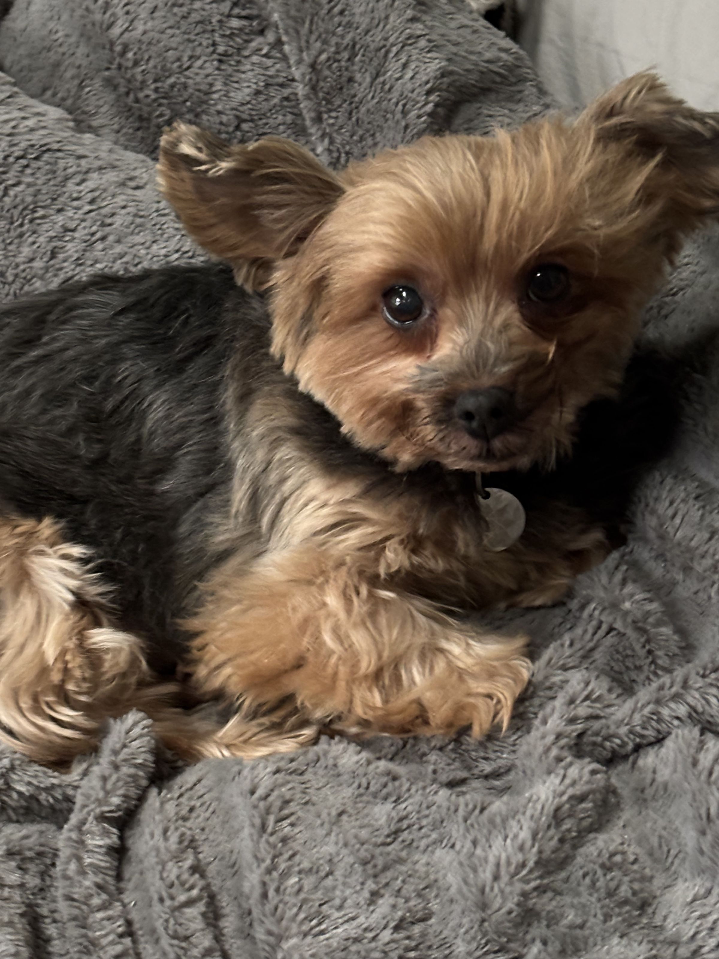 Lulu, 5 y/o, Yorkie