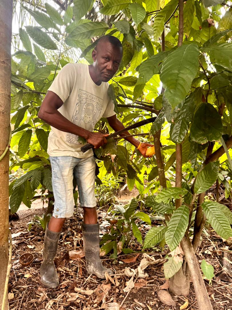 Best Organic Certified Cacao Supplier's image