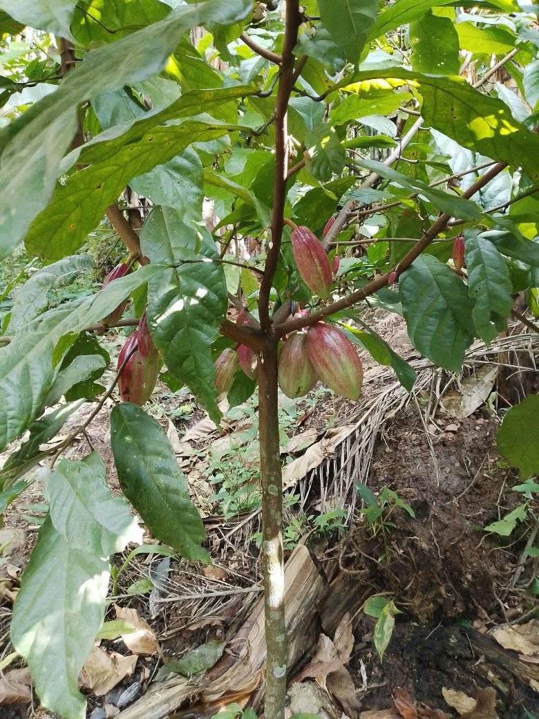 Best Organic Certified Cacao Supplier's image
