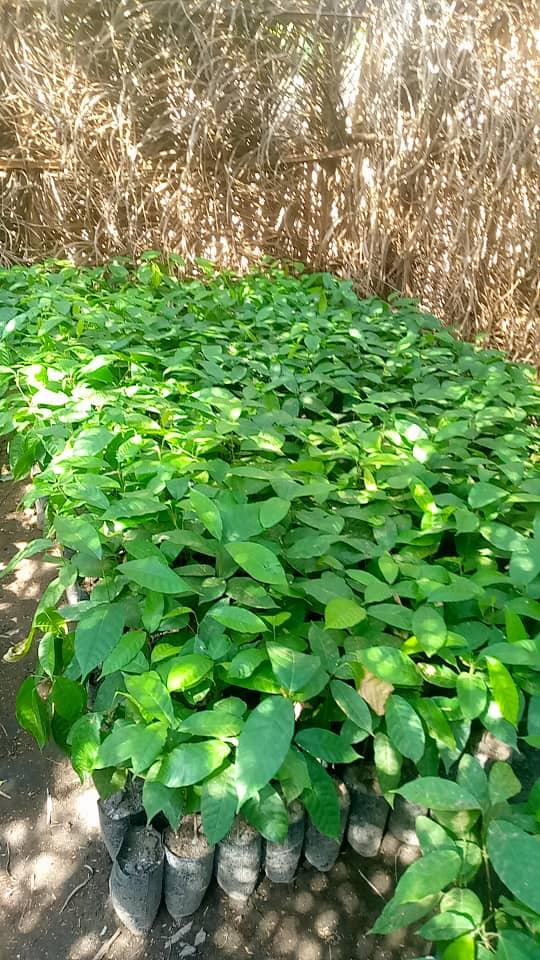 Best Organic Certified Cacao Supplier's image