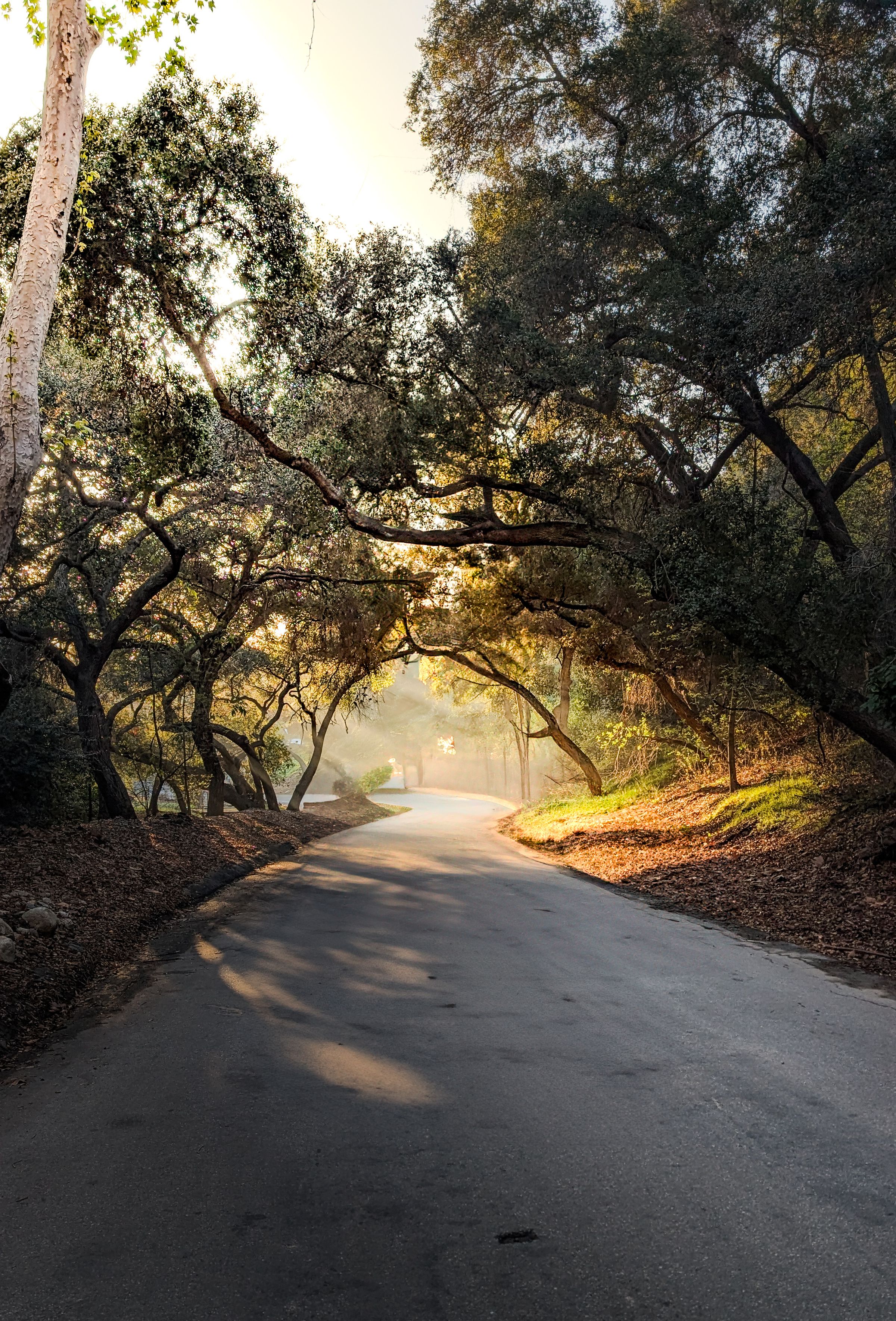 Luxury Lens Studio's image