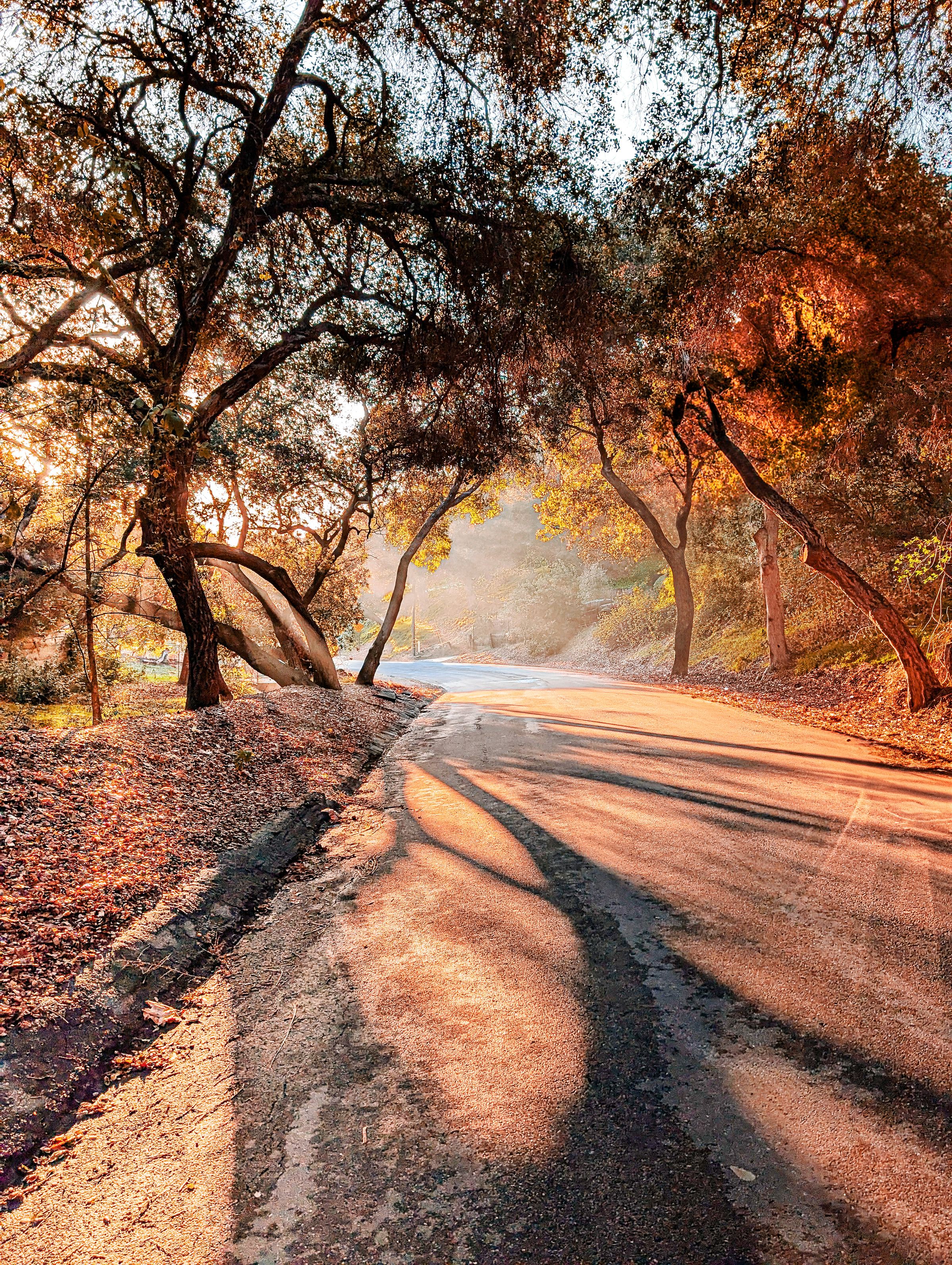 Luxury Lens Studio's image