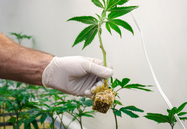 Multiplication Cloning  