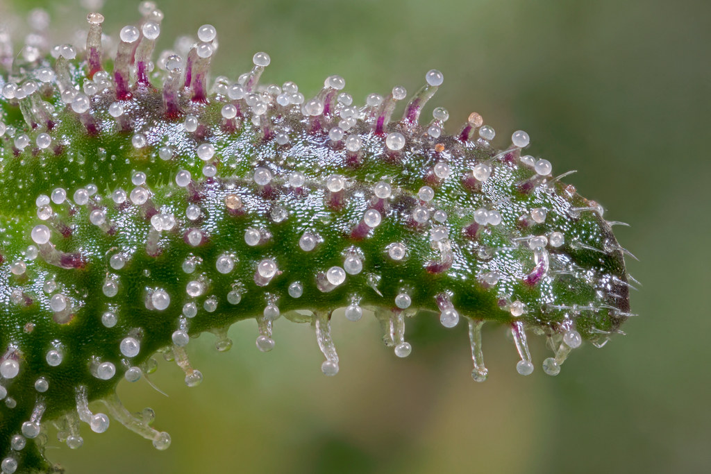 Indica Trichomes