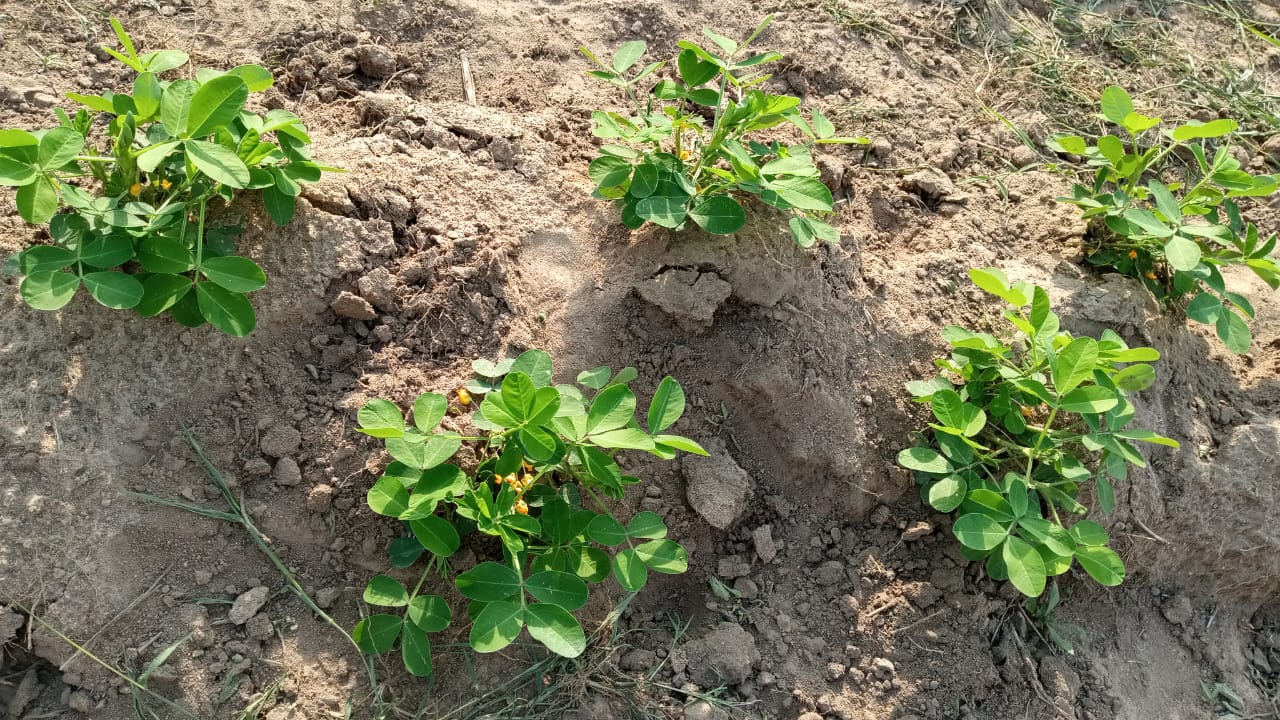 Groundnut