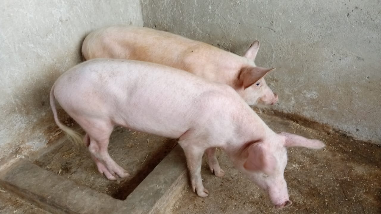 Pigs