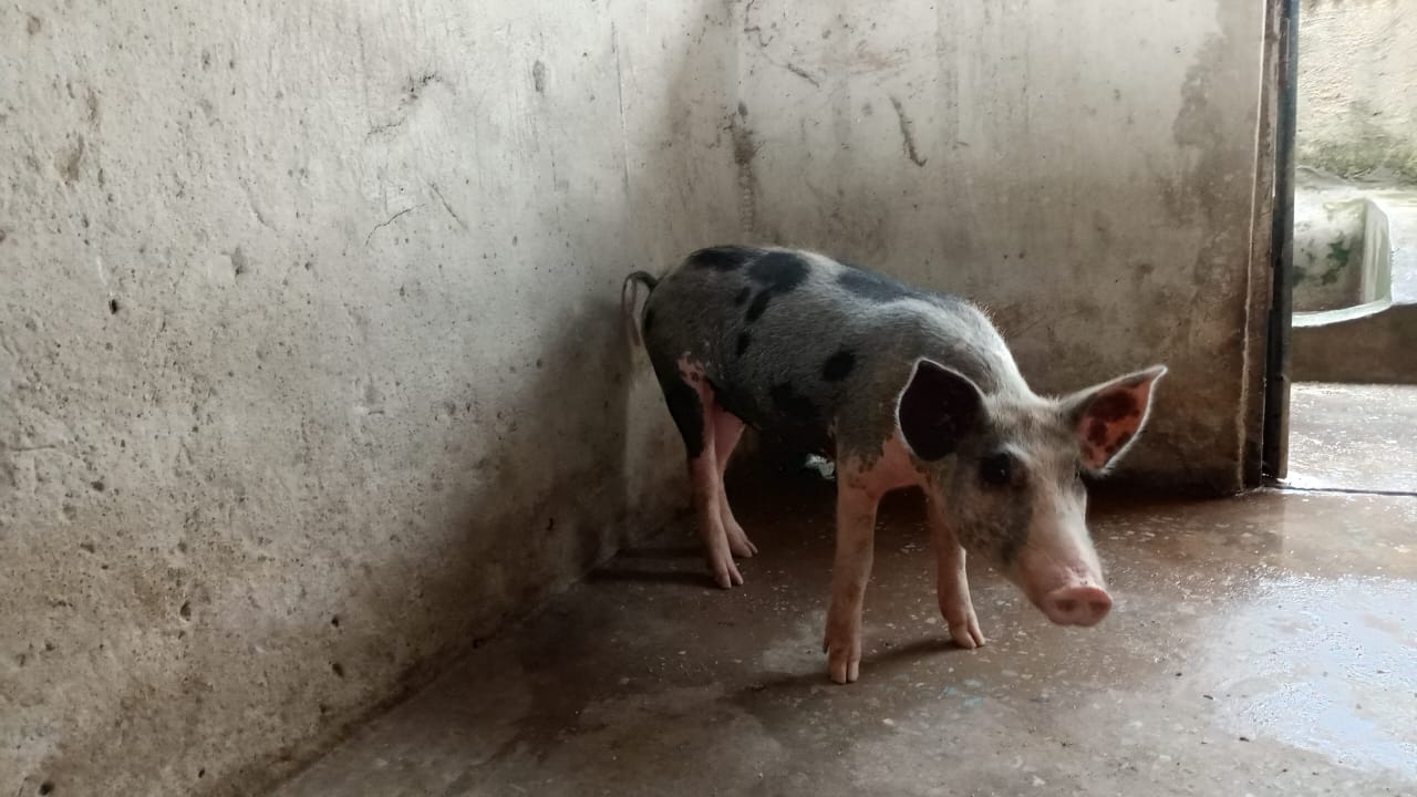 Pigs