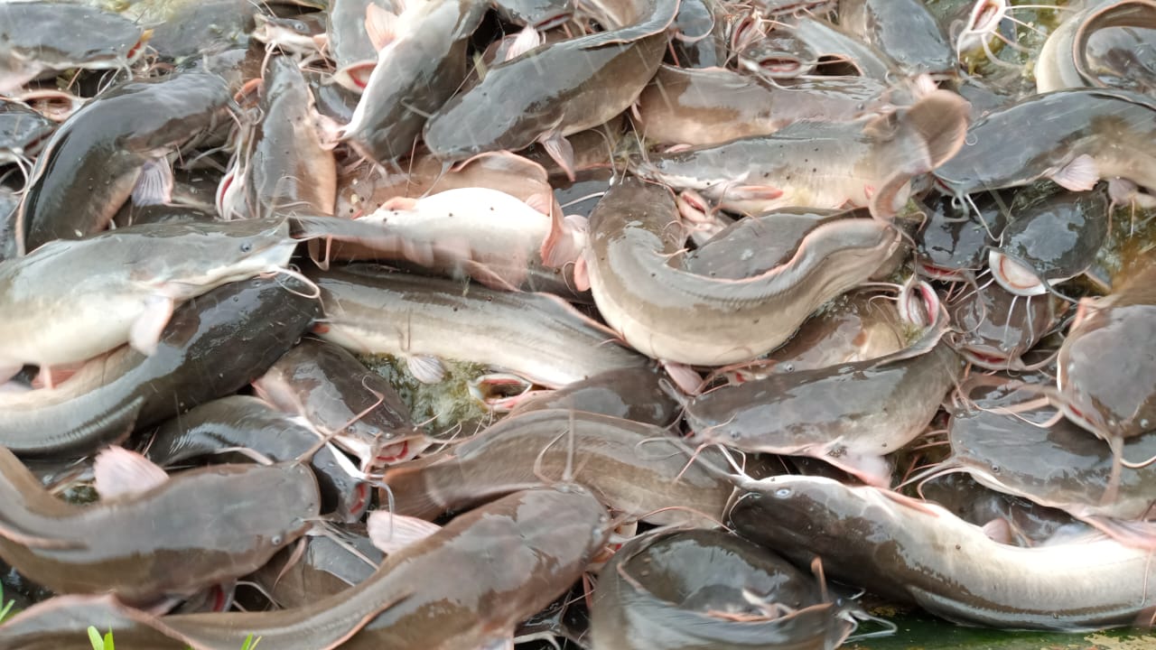 Fish