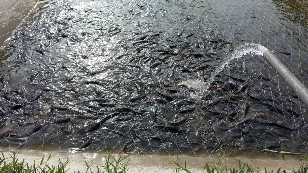 Fish