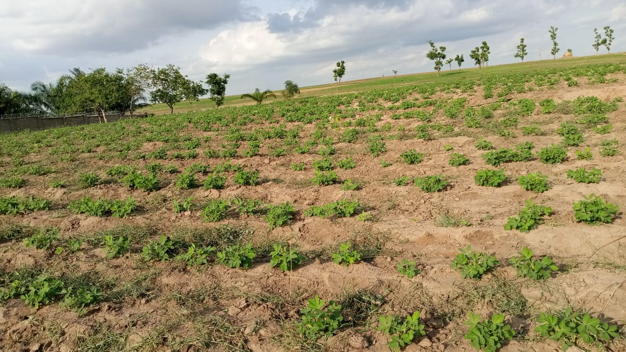Groundnut