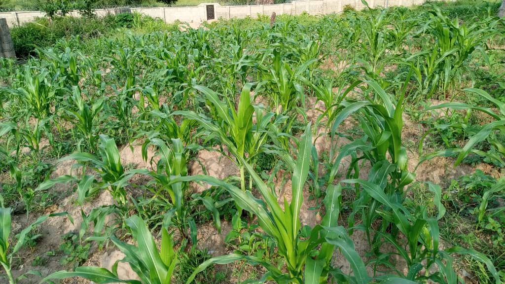 Corn