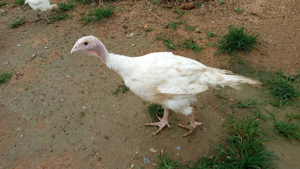 Turkeys