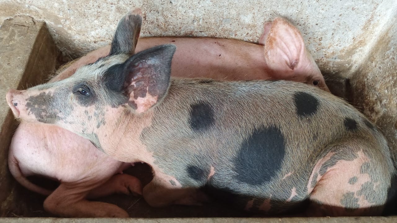 Pigs