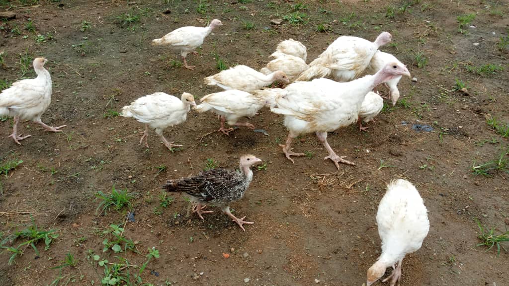 Turkeys