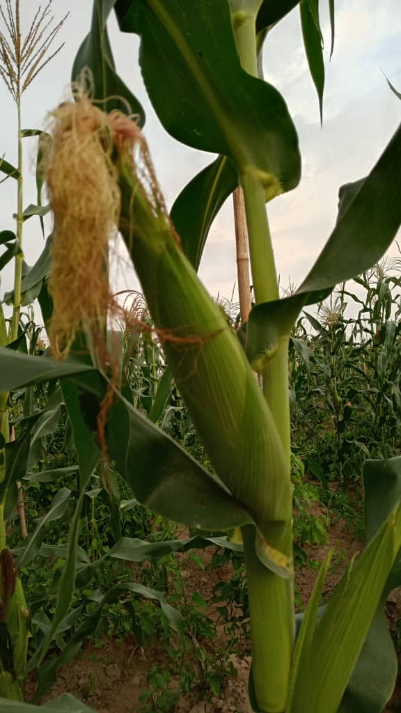Corn