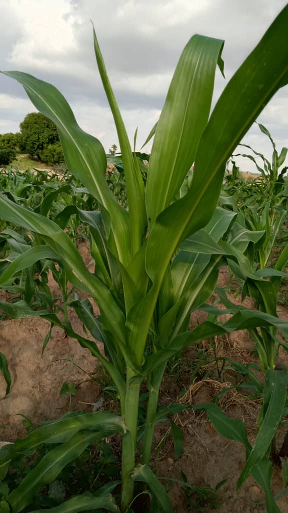 Corn