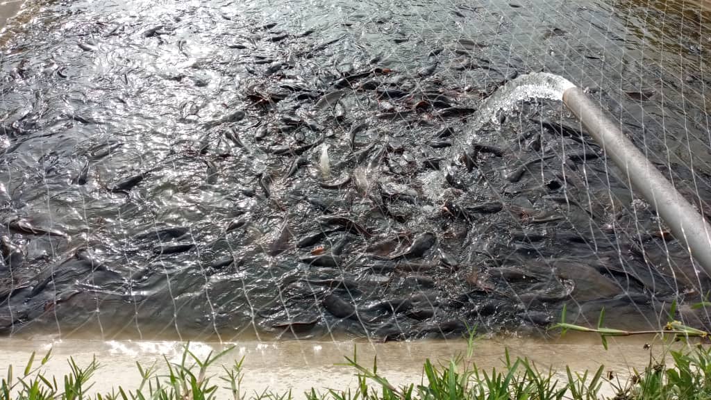 Fish