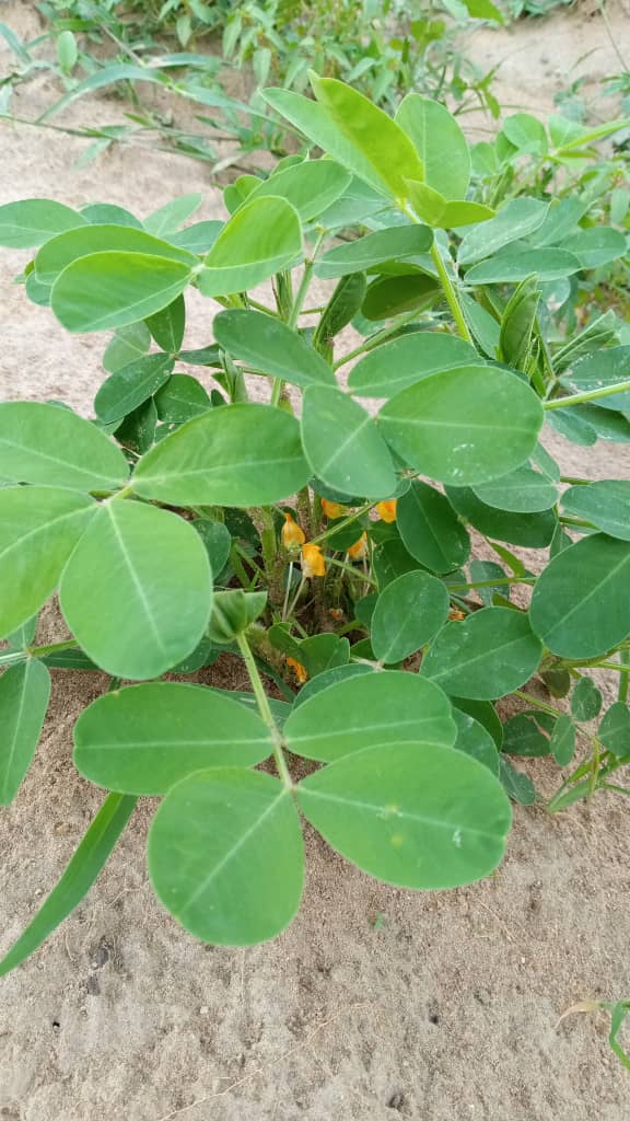 Groundnut
