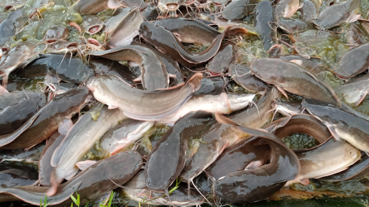 Fish