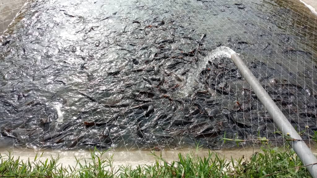Fish