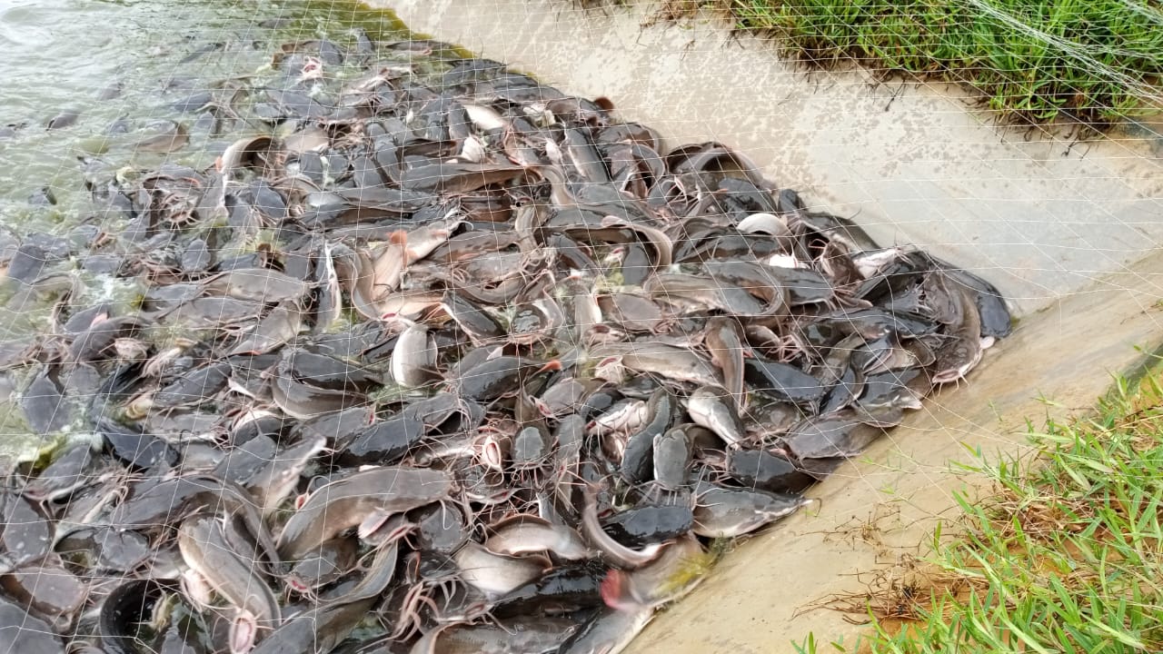 Fish