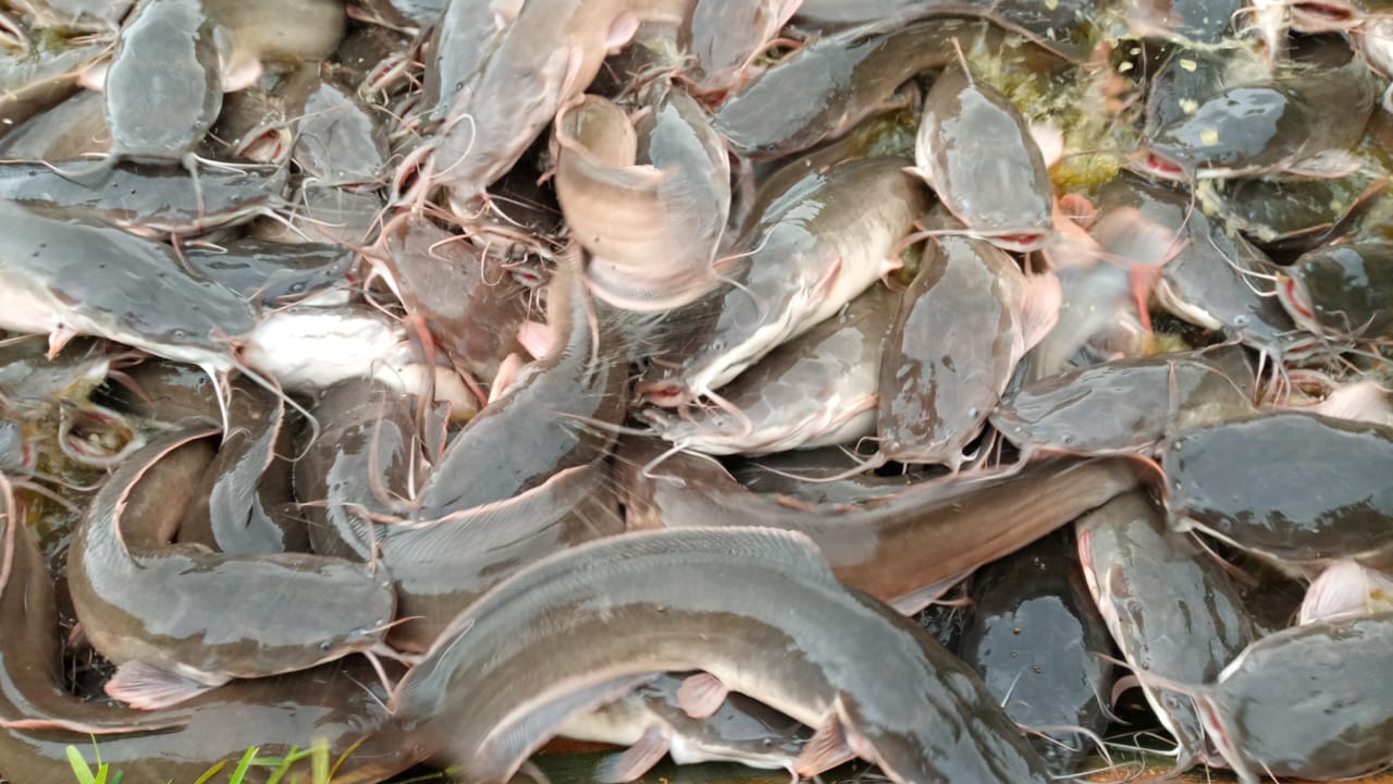 Fish