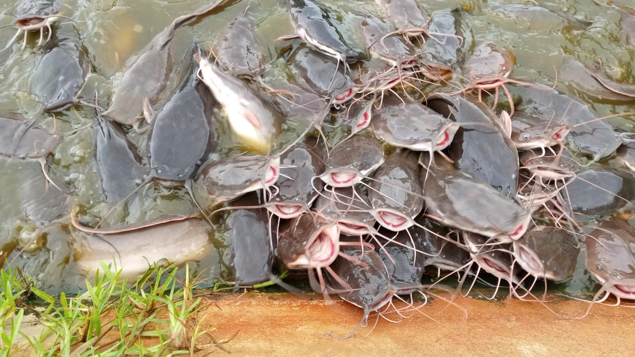 Fish