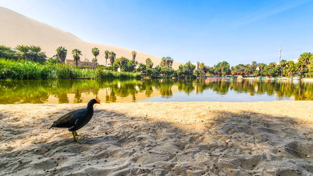 Sun Tours Perú's image