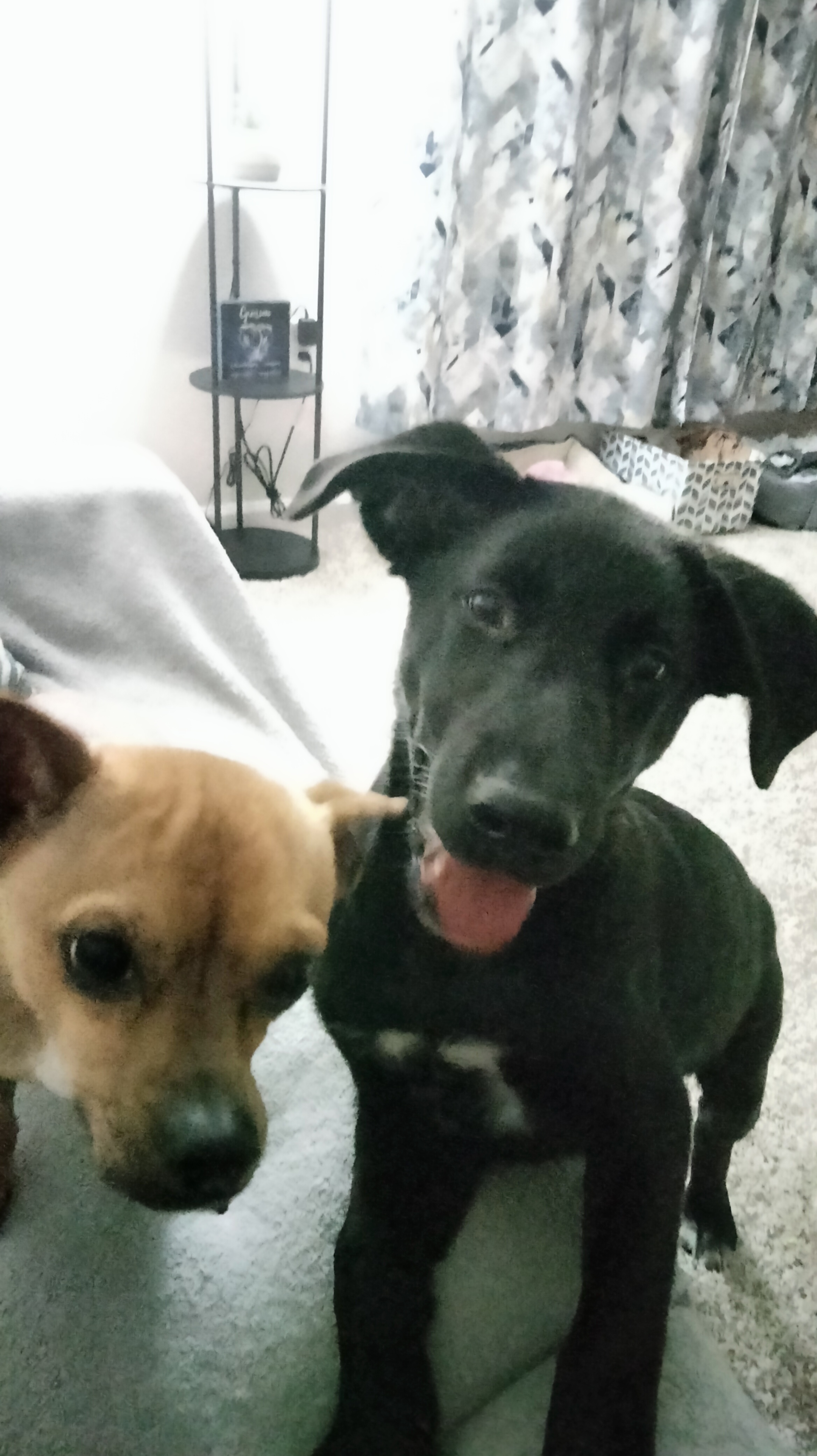 Good boys