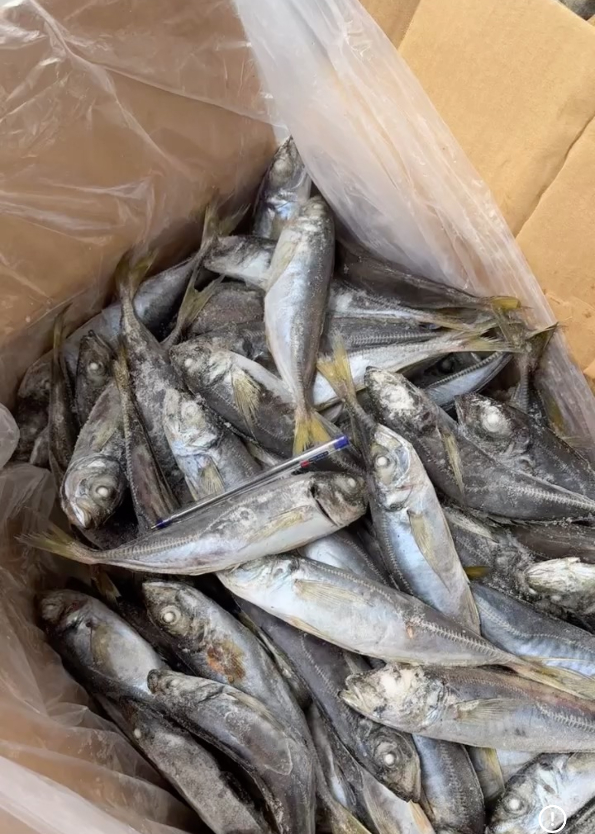 Import-Export surgelés & produits agricole\agrobusiness's image