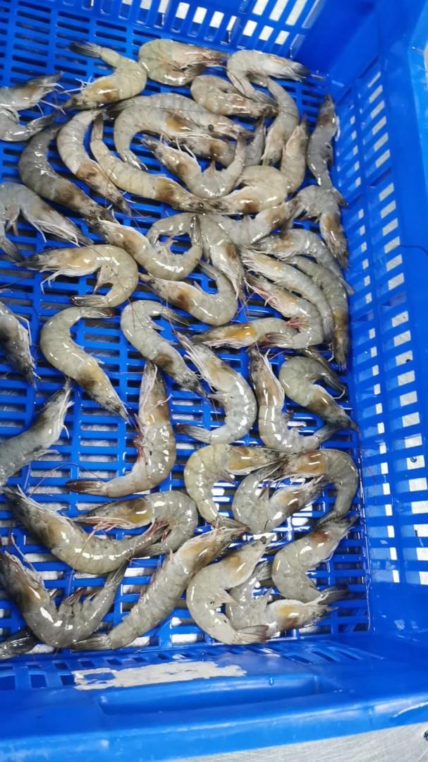 Import-Export surgelés & produits agricole\agrobusiness's image