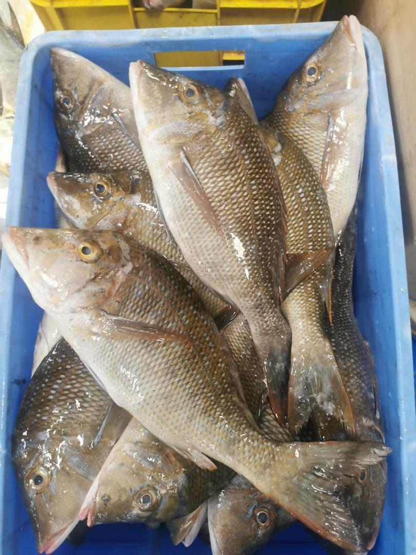 Import-Export surgelés & produits agricole\agrobusiness's image