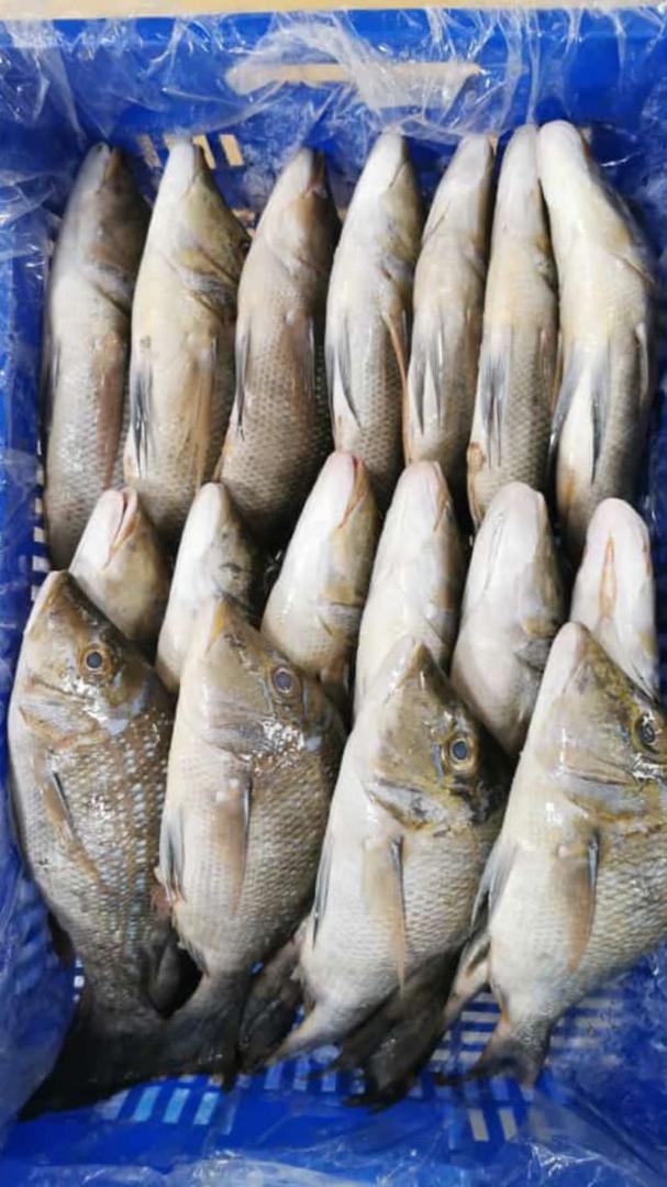 Import-Export surgelés & produits agricole\agrobusiness's image