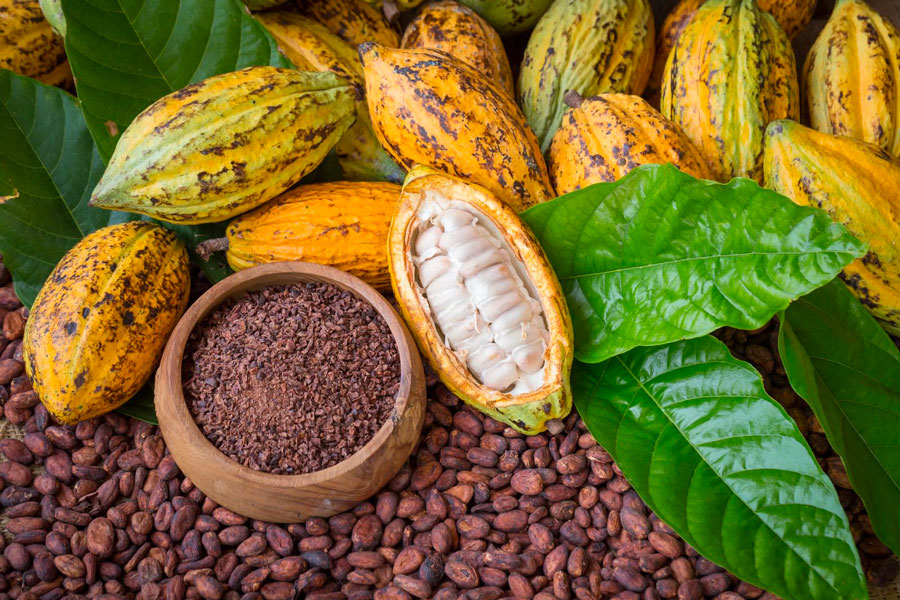 cacao