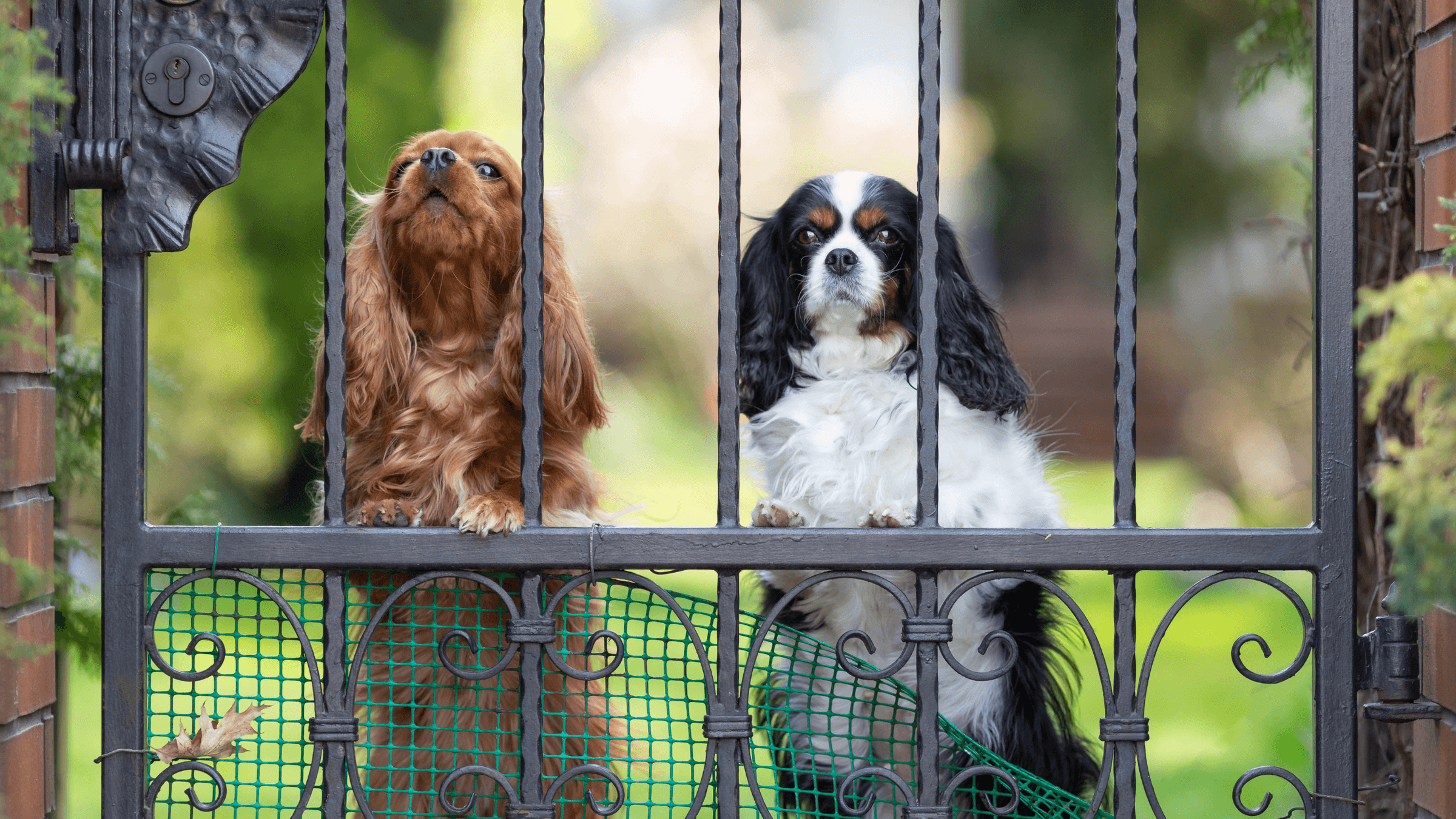  Pet Peel Poopa Scoop's image