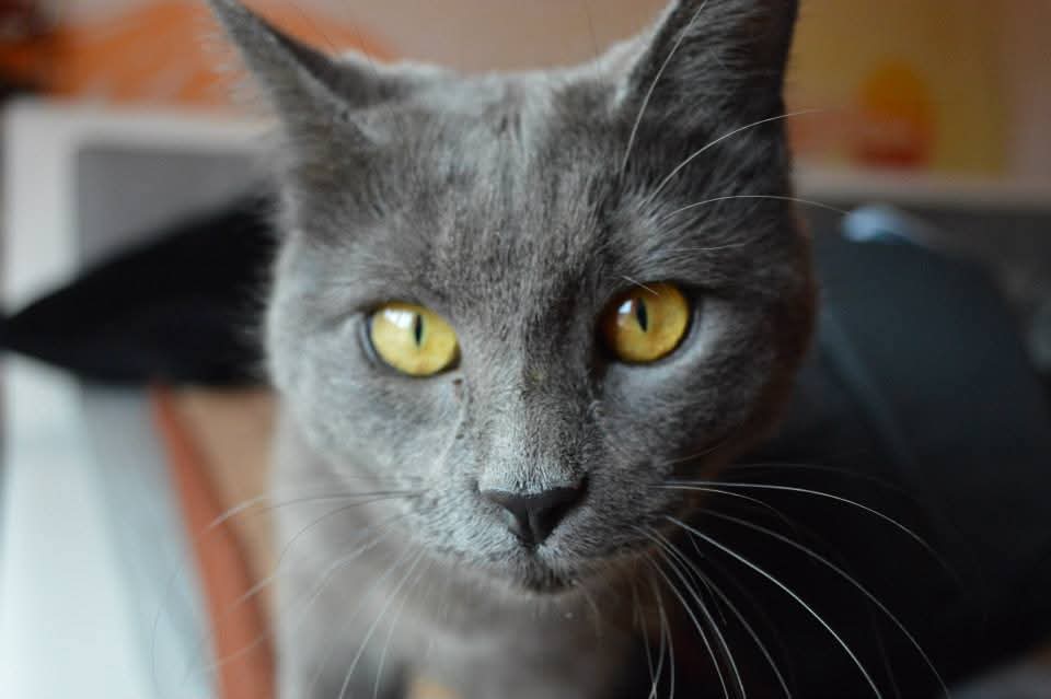 Lisa Radulov 's image