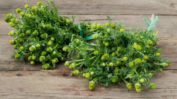 Pineapple Weed