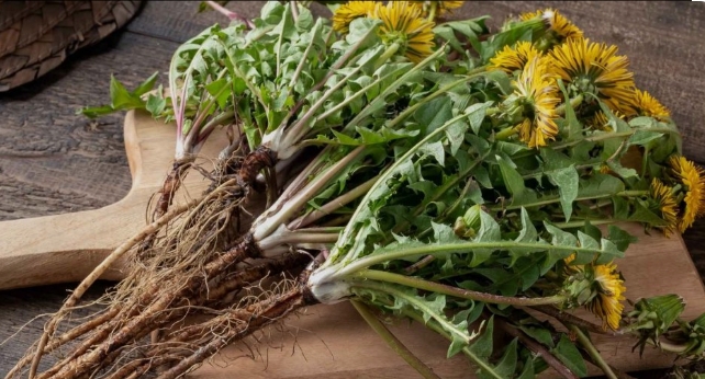 Dandelion Root