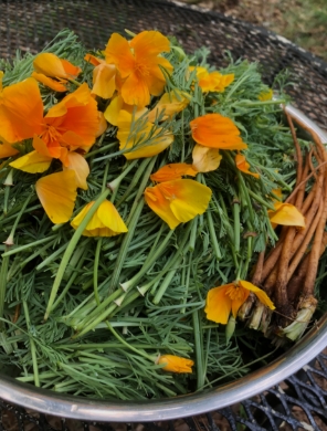 California Poppy