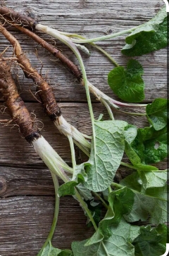 Burdock Root