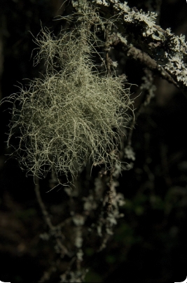 Usnea Lichen